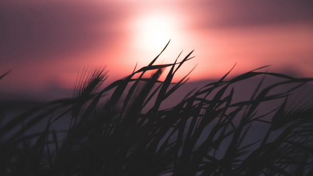 Sunset clouds grass forest bamboo free wallpaper for desktop - medium preview image