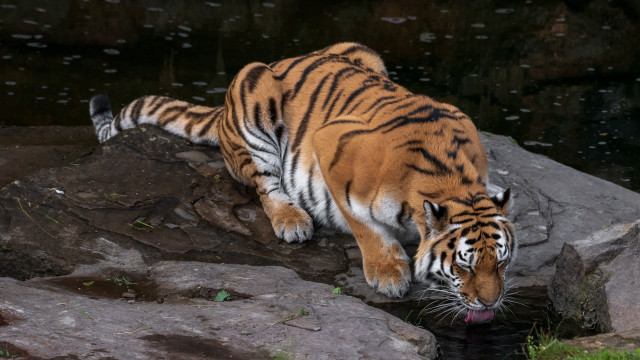 Tiger drinking pond zoo germany free wallpaper for desktop - medium preview image