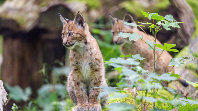 Small lynx rock woods animals free wallpaper for desktop - medium preview image
