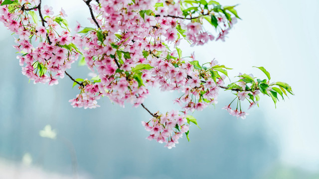 Cherry blossom branch butterfly pink free wallpaper for desktop - medium preview image