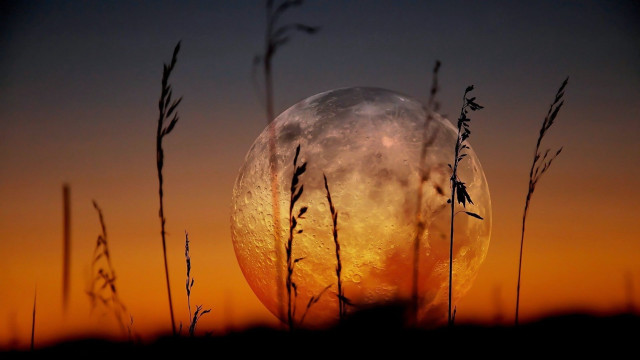 Full moon through grass sunset free wallpaper for desktop - medium preview image