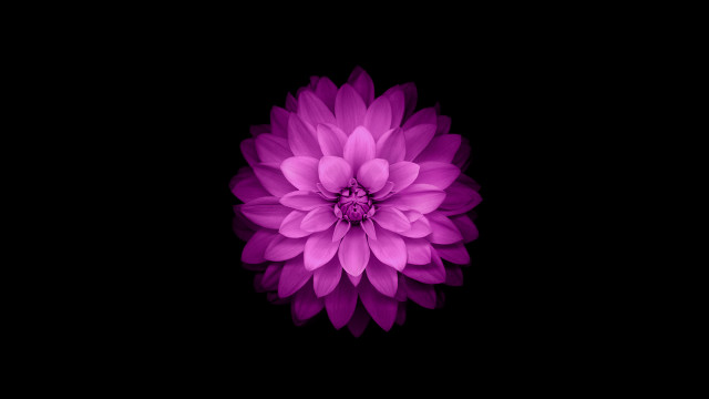 Purple hydrangea white center generative #2 free wallpaper for desktop - medium preview image