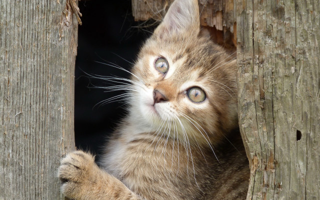 Kitten tree hole paw wideeyes free wallpaper for desktop - medium preview image