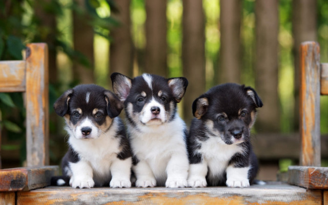 Three puppies wooden bench garden free wallpaper for desktop - medium preview image