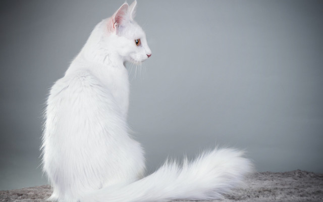 White cat gray background serious free wallpaper for desktop - medium preview image