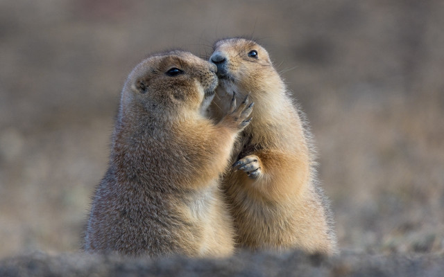 Prairie groundhogs touching noses naturalistic free wallpaper for desktop - medium preview image