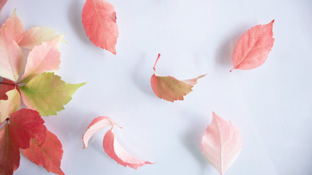 Leaves autumn flower lily lotus free wallpaper for desktop - medium preview image