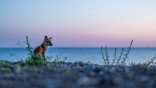 Small fox grass field ocean free wallpaper for desktop - medium preview image