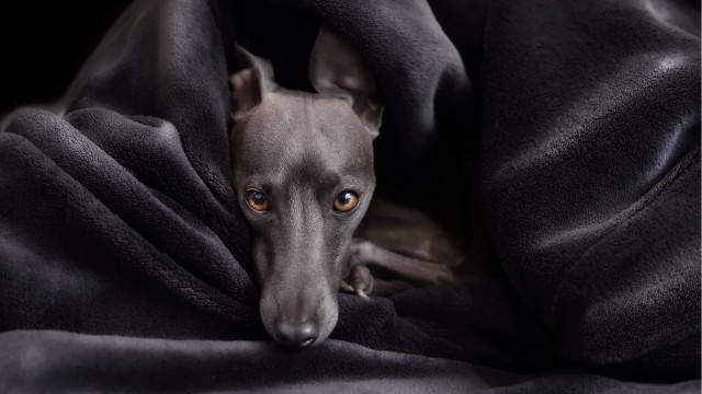 Dog wrapped blanket sad look free wallpaper for desktop - medium preview image