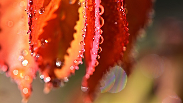 Flower water droplets macro bokeh #3 free wallpaper for desktop - medium preview image