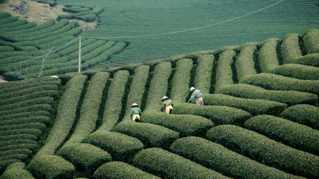 Lush green hillside group walking free wallpaper for desktop - medium preview image