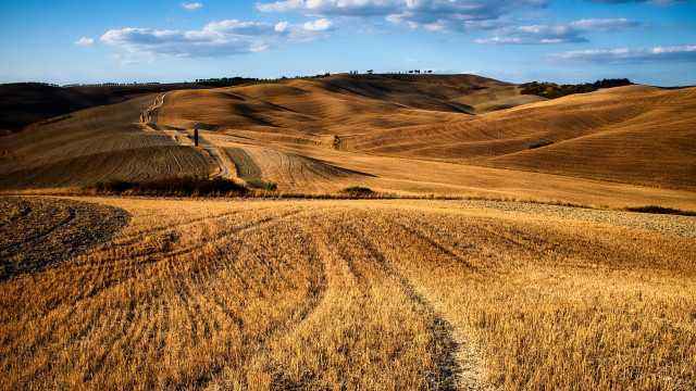 Field dirt road hill trees free wallpaper for desktop - medium preview image