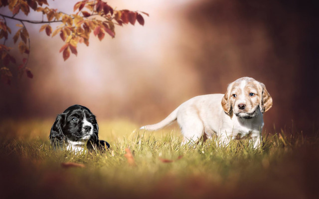 Dogs playing grass tree autumn free wallpaper for desktop - medium preview image