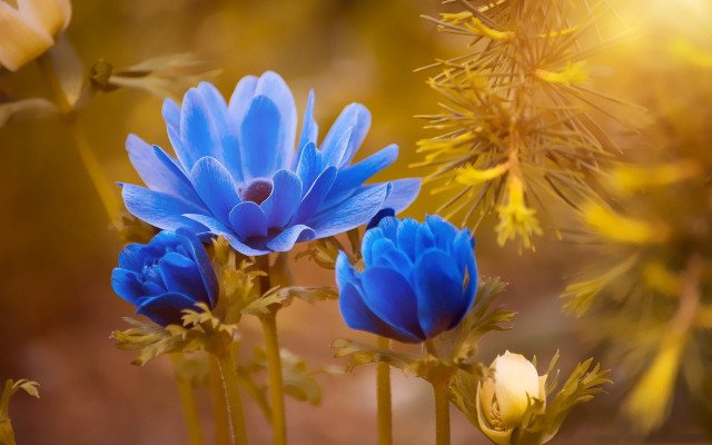 Close up blue flowers betty free wallpaper for desktop - medium preview image
