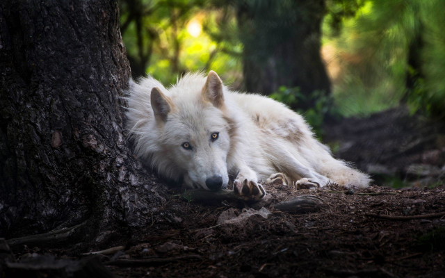 White wolf tree forest blue free wallpaper for desktop - medium preview image