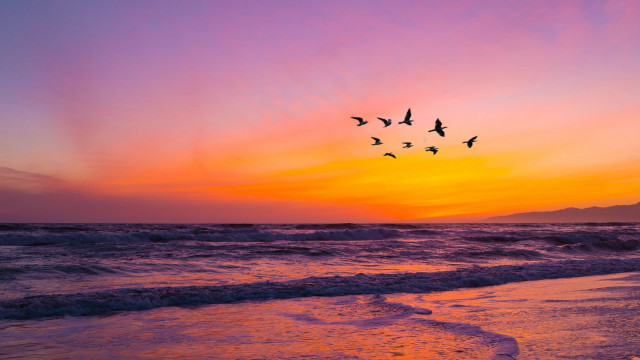 Birds ocean sunset matte painting free wallpaper for desktop - medium preview image