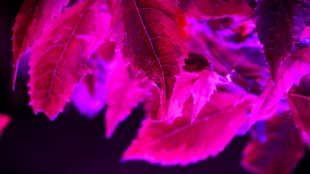 Leaf purple background energy glow free wallpaper for desktop - medium preview image
