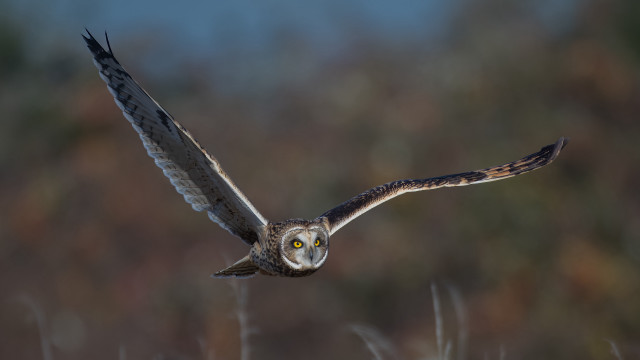 Bird flying wings spread blurry free wallpaper for desktop - medium preview image