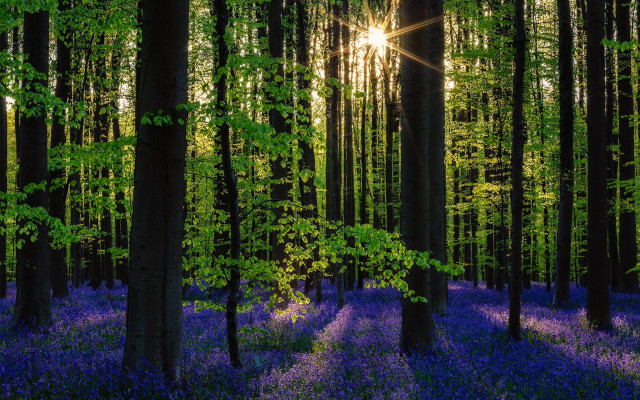 Forest purple flowers sunbeam nature free wallpaper for desktop - medium preview image