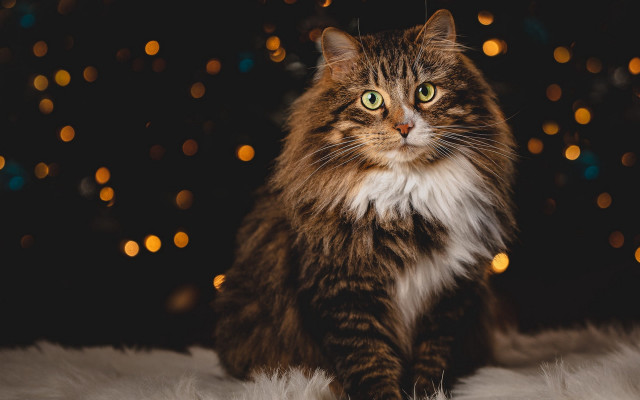 Cat christmas ornaments fur floor free wallpaper for desktop - medium preview image