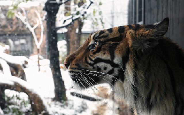 Tiger snowy forest window bare free wallpaper for desktop - medium preview image
