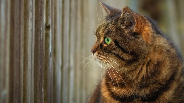 Cat green eyes outside fenced free wallpaper for desktop - medium preview image