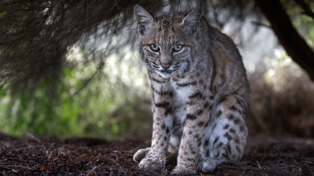 Small cat forest blue eyes free wallpaper for desktop - medium preview image