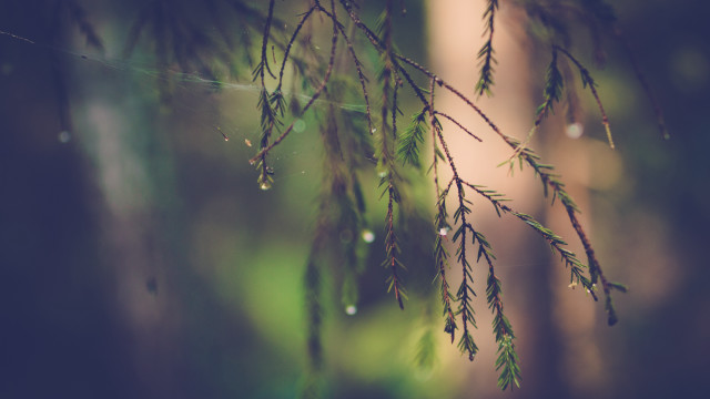 Water drops macro nature night free wallpaper for desktop - medium preview image