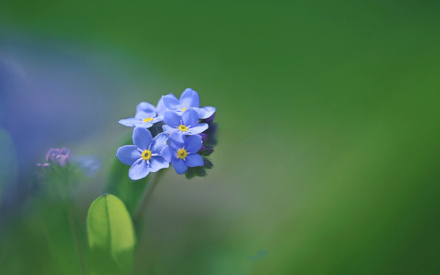 Blue flower green background macro #6 free wallpaper for desktop - medium preview image