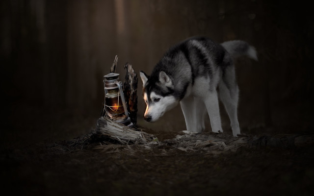Husky sniffing shoes woods night free wallpaper for desktop - medium preview image