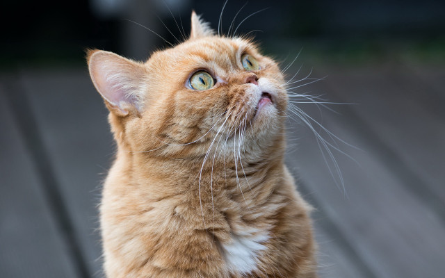 Curious cat blue eyes on free wallpaper for desktop - medium preview image