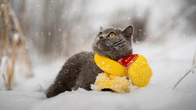 Cat yellow scarf snow corn free wallpaper for desktop - medium preview image