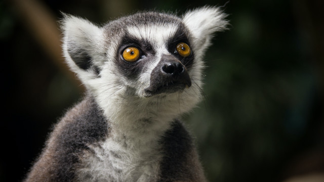 Lemur yellow eyes black background free wallpaper for desktop - medium preview image