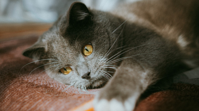 Cat yellow eyes whiskers bed free wallpaper for desktop - medium preview image