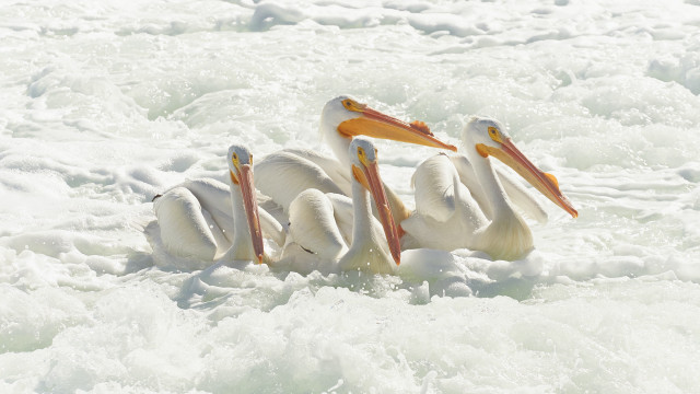 Pelicans sitting water open beaks free wallpaper for desktop - medium preview image
