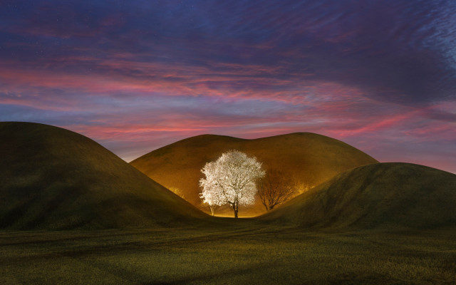 Tree sunset pink clouds matte free wallpaper for desktop - medium preview image