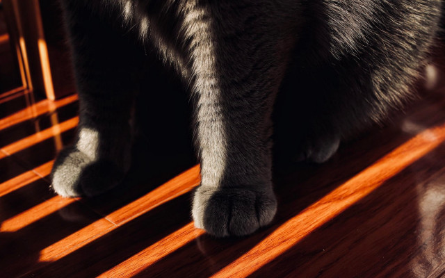 Cat wooden floor paw chair free wallpaper for desktop - medium preview image