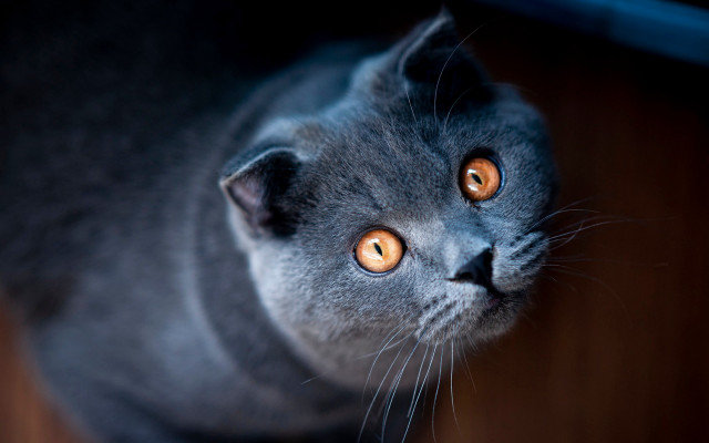 Orange eyes cat looking up #2 free wallpaper for desktop - medium preview image