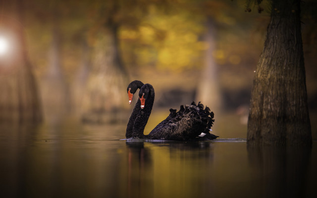 Black swan floating magic realism free wallpaper for desktop - medium preview image