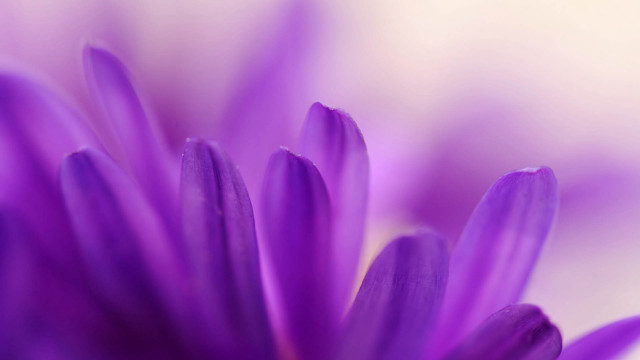 Purple flower macro closeup colorfield free wallpaper for desktop - medium preview image