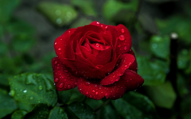 Red rose water droplets bokeh #7 free wallpaper for desktop - medium preview image