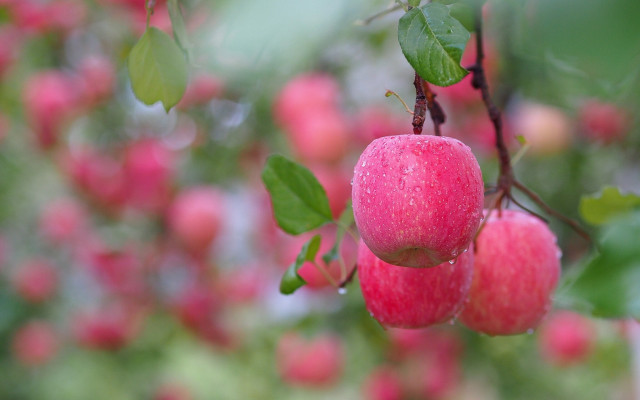 Tree apples water droplets bokeh free wallpaper for desktop - medium preview image
