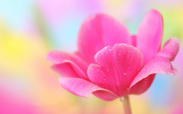 Pink flower water droplets multicolored free wallpaper for desktop - medium preview image