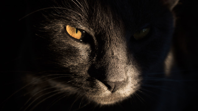 Black cat gothic closeup yellow free wallpaper for desktop - medium preview image