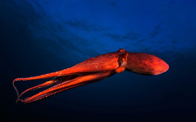 Octopus swimming ocean surface blue free wallpaper for desktop - medium preview image
