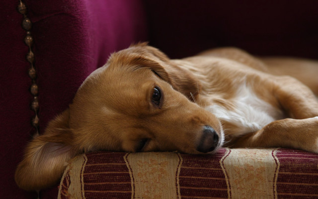 Dog laying couch head arm free wallpaper for desktop - medium preview image