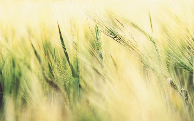 Wheat closeup grassy background macro free wallpaper for desktop - medium preview image
