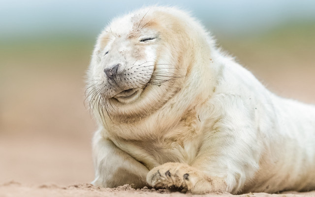 White seal beach green field free wallpaper for desktop - medium preview image