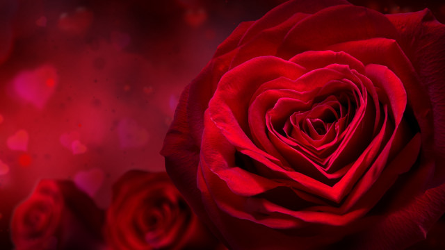 Red rose heart dark background free wallpaper for desktop - medium preview image