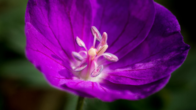 Purple flower white center green free wallpaper for desktop - medium preview image